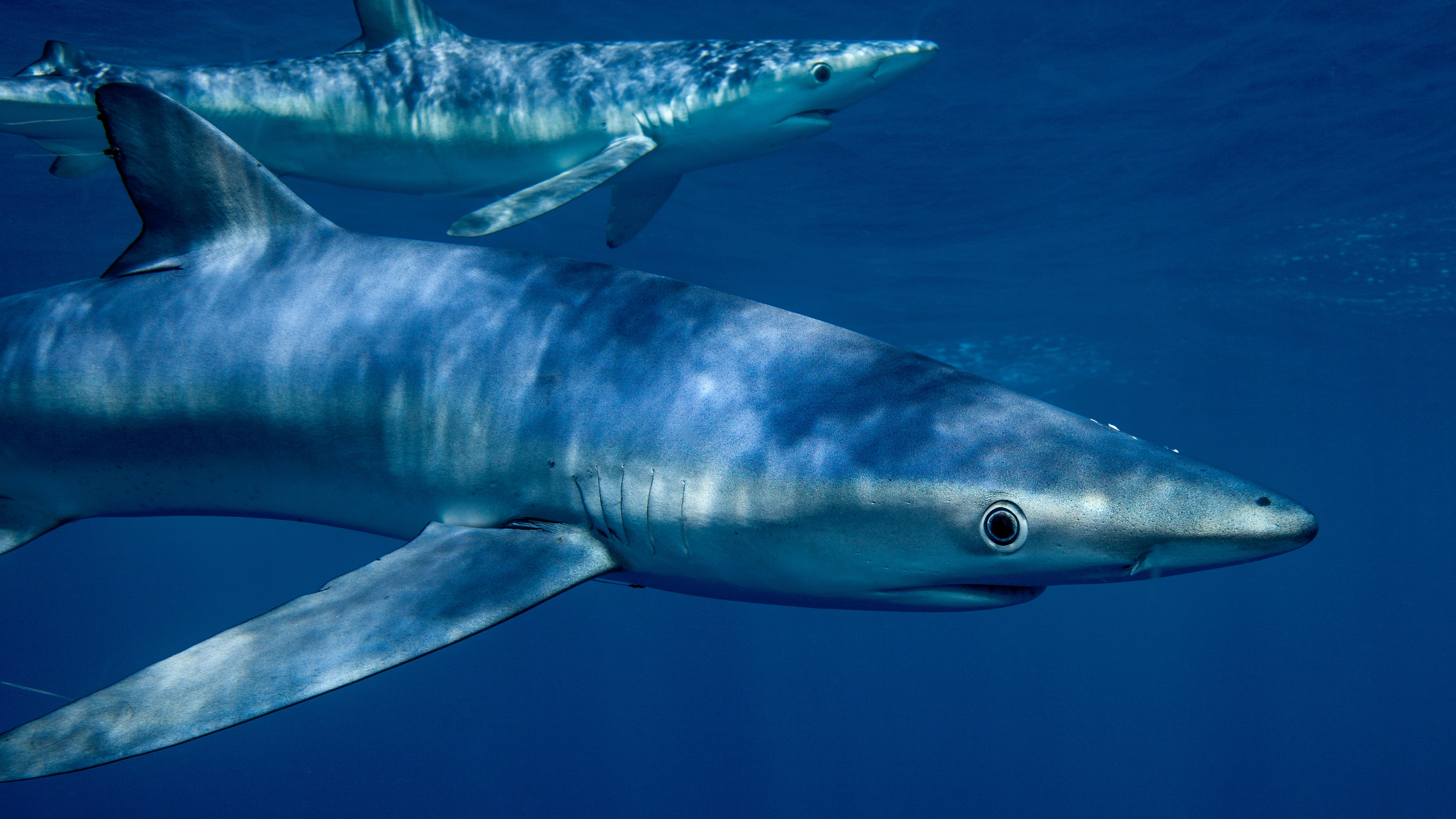 It s so big Swimmers flee water after shark spotted at popular beach