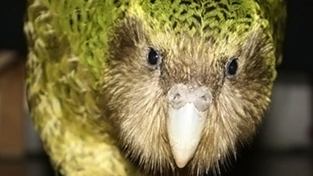 Kakapo Has Most Successful Breeding Season On Record