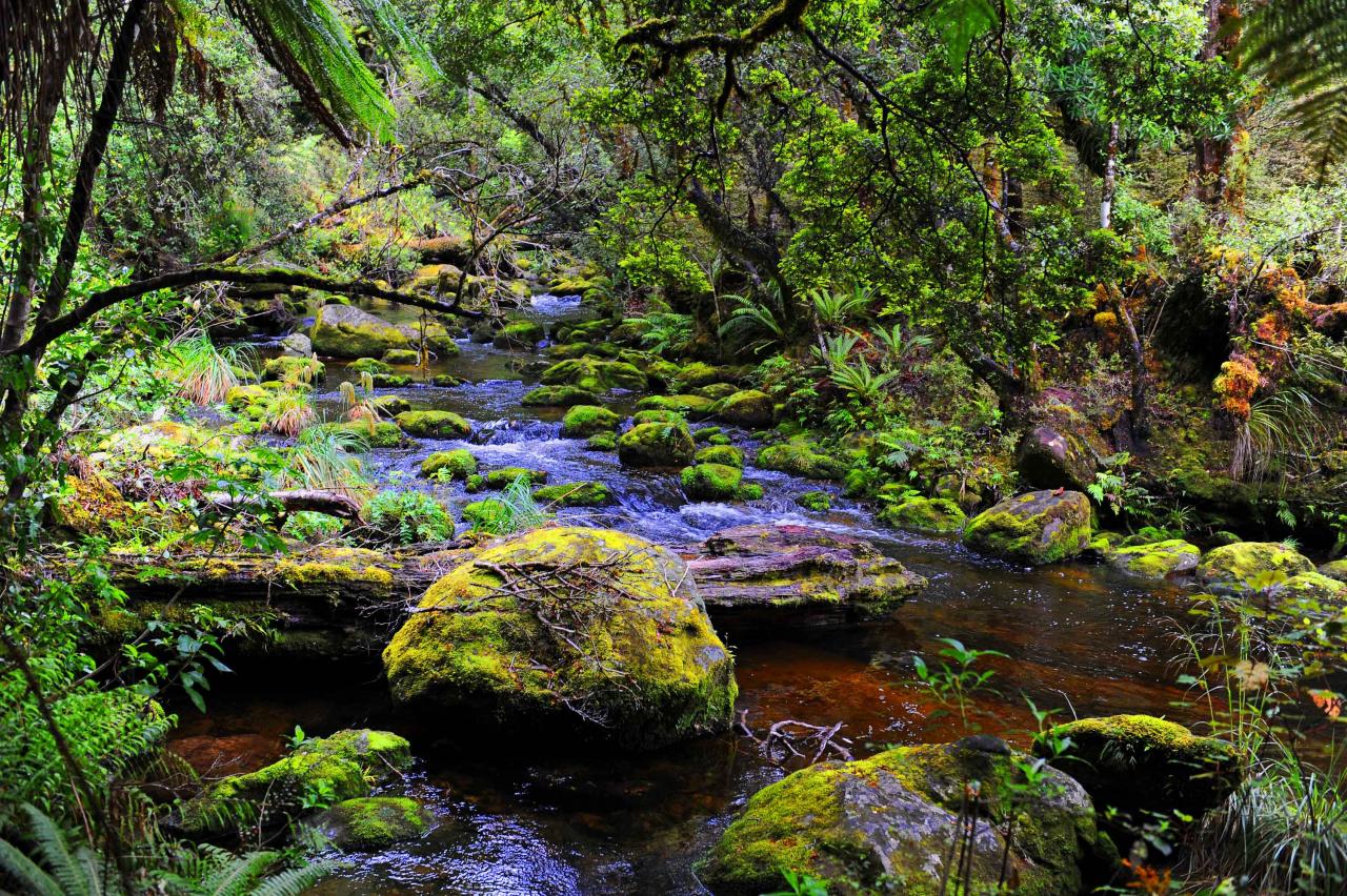 Mike Yardley: Into the mist of Te Urewera