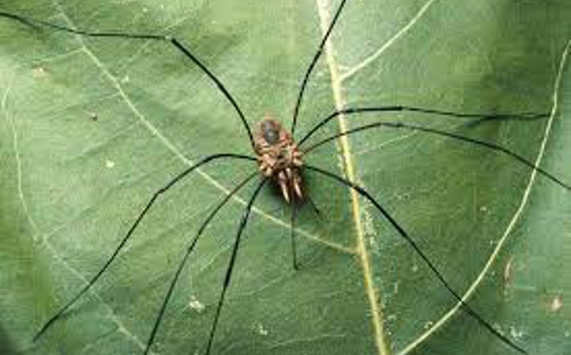 ruud-kleinpaste-what-to-know-about-the-daddy-longlegs