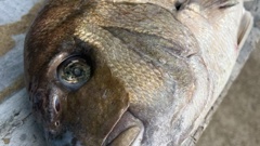 Steph Treadwell caught nine snapper near Port Albert on Saturday. Two of them were clearly sick and she says "zombie fish" is an appropriate term for how they looked, with sunken faces and eyes.