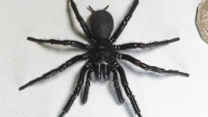 A male specimen of the Sydney funnel-web spider, the world's most poisonous arachnid. Photo / AP