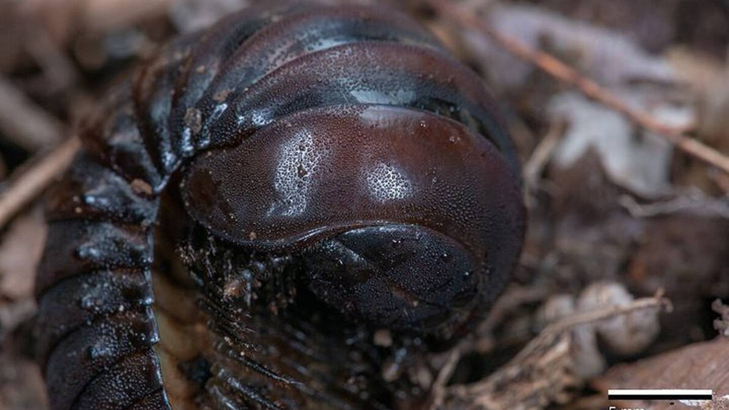 'Totally By Chance': Largest Millipede Fossil Found On English Beach