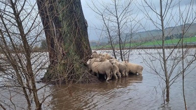 'They were part way up the tree': Sheep surrounded by flood water lifted to safety