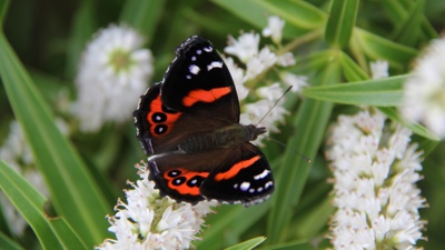 Kiwi charity seeks public's help in opening National Butterfly Centre