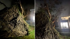 An Auckland couple says they are lucky to be alive after this eucalyptus smashed into their house. Photos / Yvette Brenan