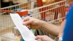 Gareth Kiernan: Chief Forecaster says grocery supplier prices up in June
