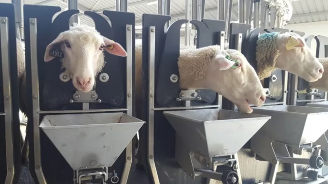 Signs are positive for growth, two sheep milk companies say. Photo / RNZ / Susan Murray
