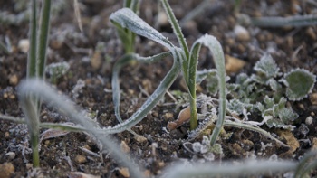 Ruud Kleinpaste: Covering and protecting your garden from frost