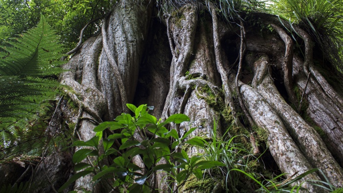 The trunk of a Northern Rata. Photo / Getty