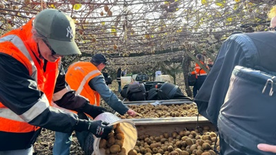 Fruit rescue: Kiwifruit picked ahead of land development